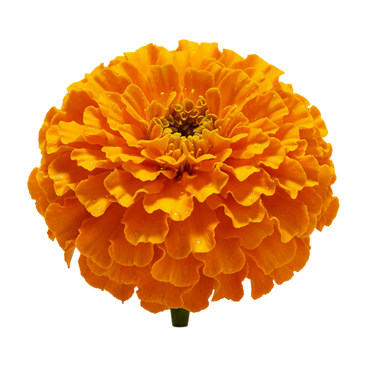 Lutein