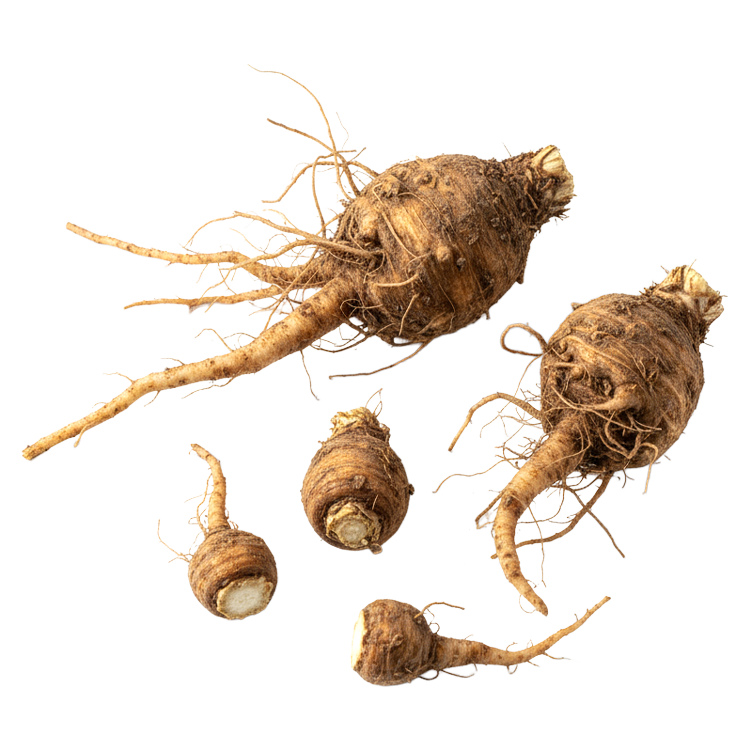 Inulin from chicory root