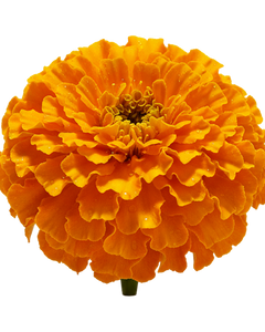 Lutein