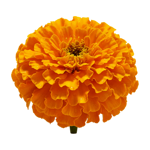 Lutein