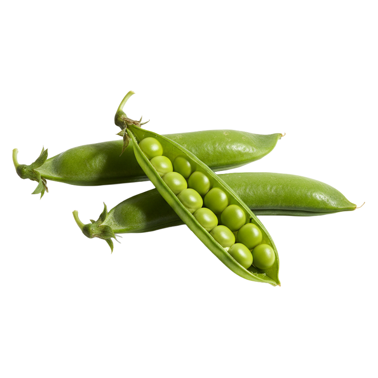 Pea protein
