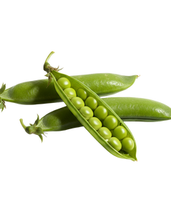 Pea protein