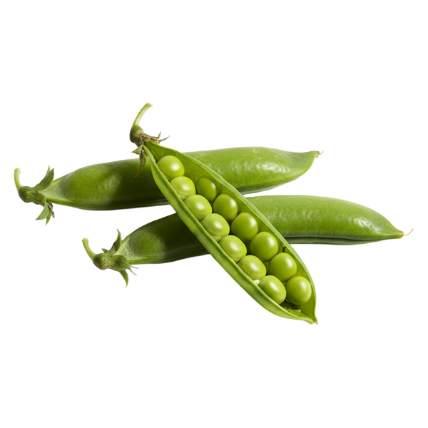 Pea protein