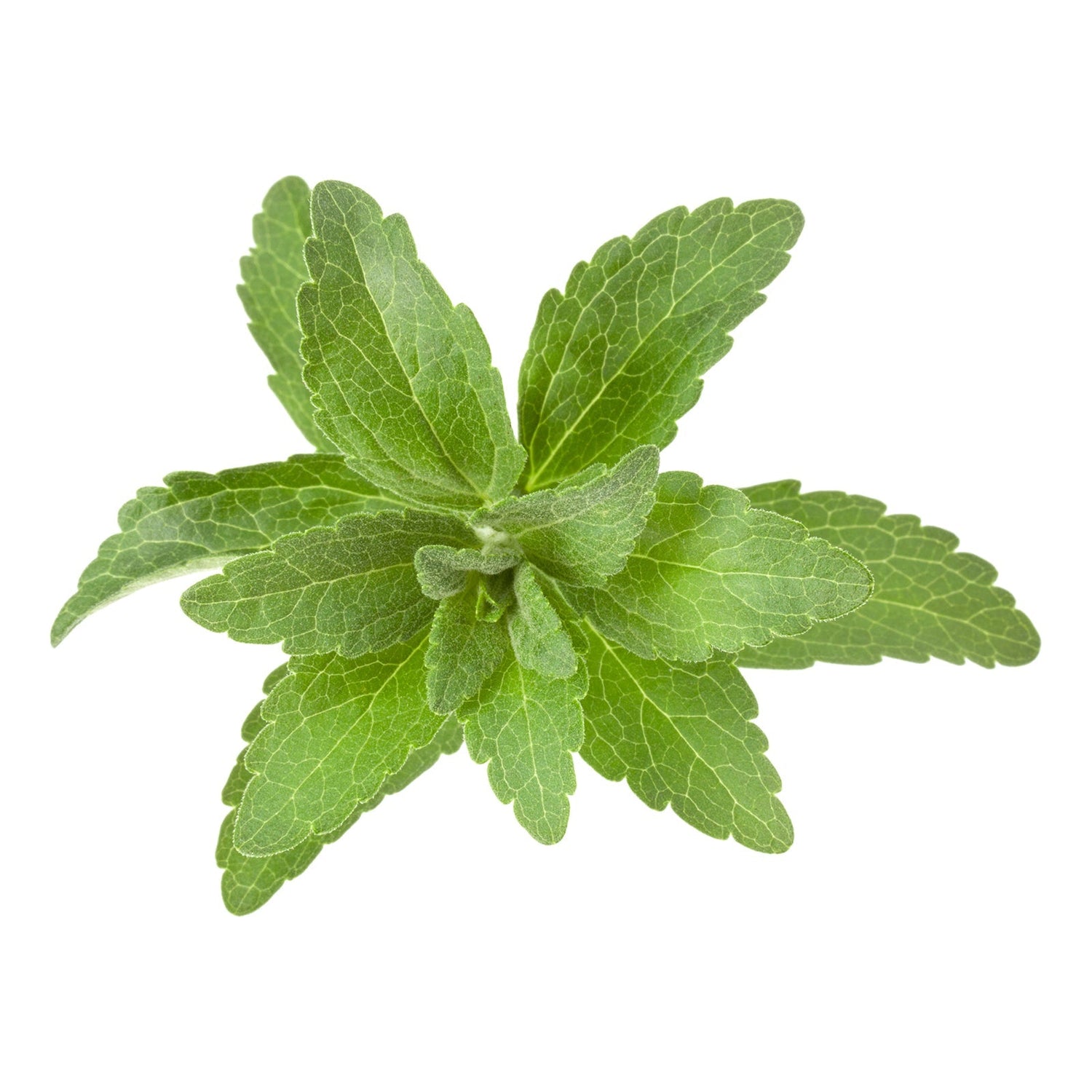 Stevia