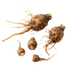 <p>Inulin from Chicory Root</p>