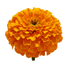 <p>Marigold Flower Extract</p>